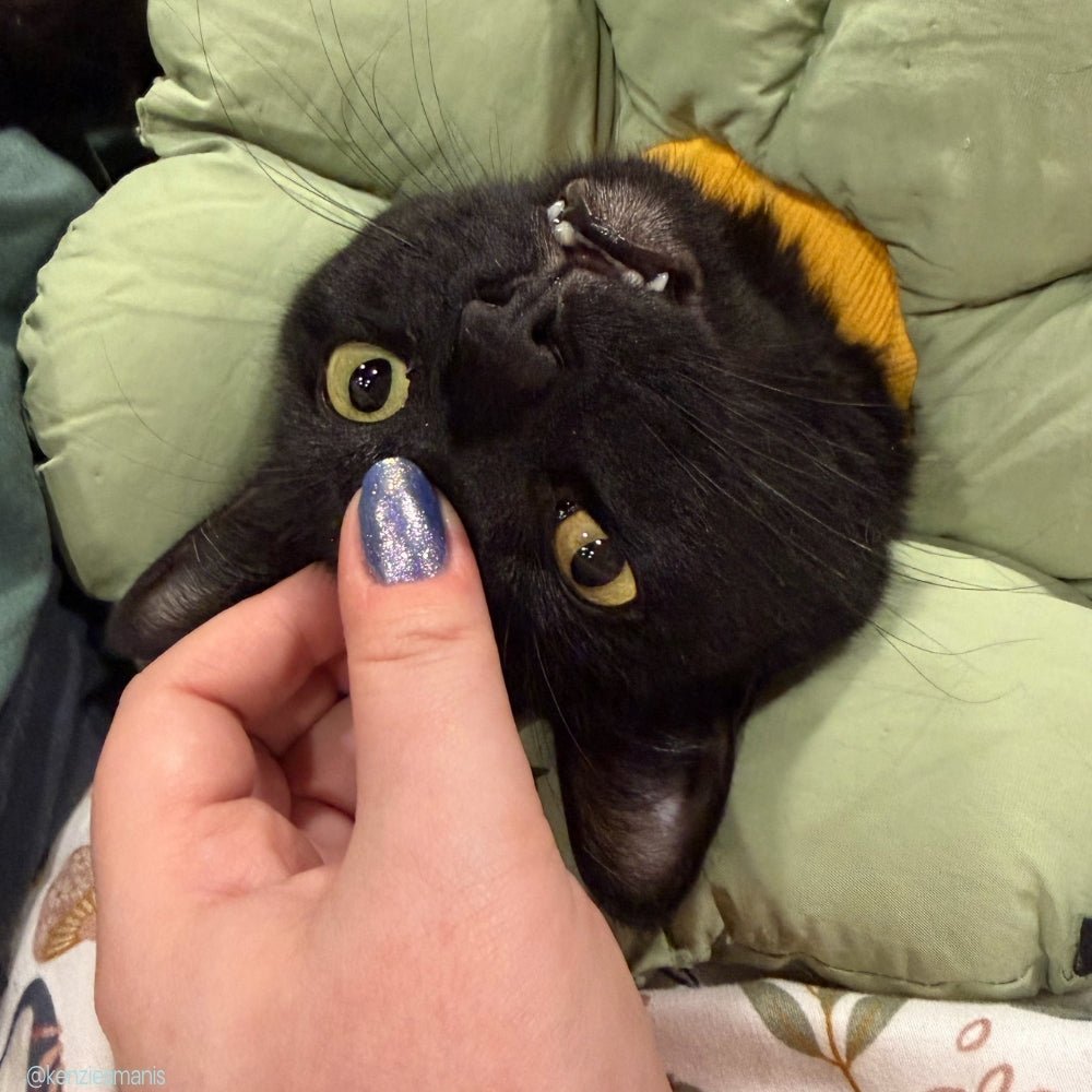 3 AM Zoomies- Team Cat nail polish by Twinkle Hex Polish – bold handmade indie nail polish with flakes shimmer
