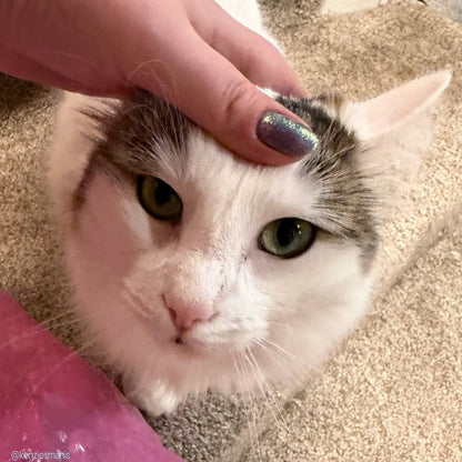 3 AM Zoomies- Team Cat nail polish by Twinkle Hex Polish – bold handmade indie nail polish with flakes shimmer